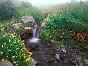 Flowing Out Of The Mist Olympic National Park Washington screenshot