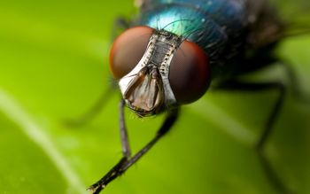 Fly Watch screenshot