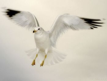 Flying Dove screenshot