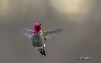 Flying Hummingbird screenshot