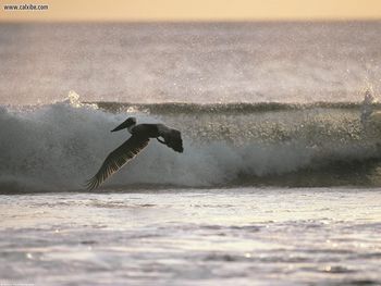 Flying With Ease Brown Pelican screenshot