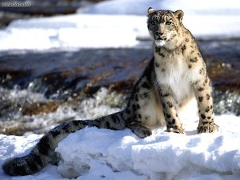 Focused Snow Leopard screenshot