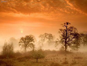 Foggy Meadow Sunrise Corvallis Oregon screenshot