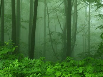 Foggy Morning Along Skyline Drive, Shenandoah National Park, Virginia screenshot