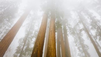 Foggy Sequoias, Sequoia National Park, California screenshot