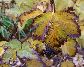 Foliage Bberry screenshot