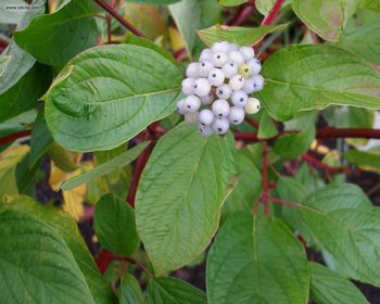 Foliage Berries White screenshot