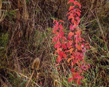 Foliage Brush Autumn screenshot