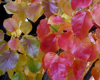 Foliage Leaves Glossy screenshot