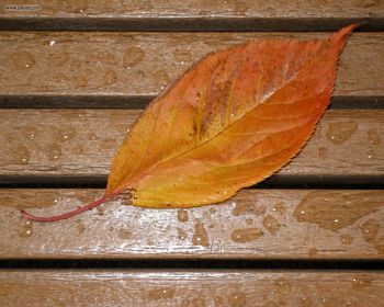 Foliage Rainleaf screenshot