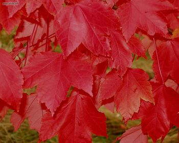 Foliage Redmaple screenshot