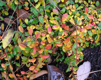 Foliage Shrubbery screenshot