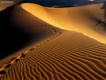 Footprints Namib Desert Namibia Africa screenshot