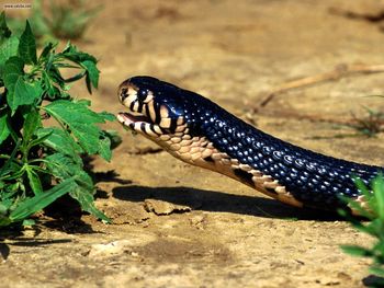 Forest Cobra screenshot