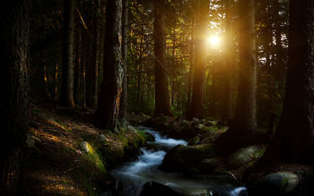 Forest Water Stream screenshot