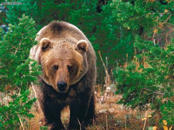 Forest Wild Grizzly Bear screenshot