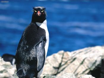 Formal Dress Only Rockhopper Penguin screenshot