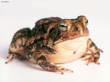 Fowlers Toad screenshot