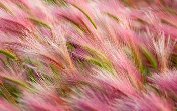 Foxtail barley 5K screenshot