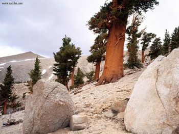 Foxtail Pine Eastern Sierra Nevada California screenshot