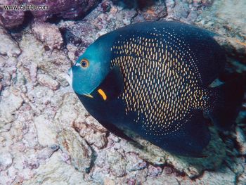 French Angelfish screenshot