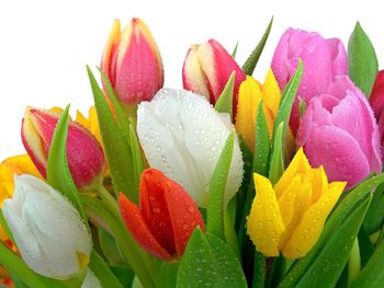 Fresh Tulips screenshot