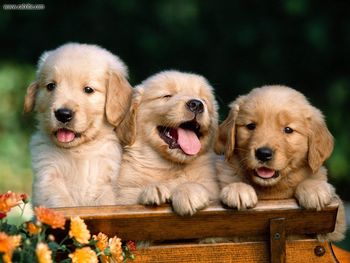 Friends Forever Golden Retriever Puppies screenshot