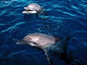Frolicking Dolphins Honduras screenshot