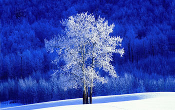 Frosted Aspen Tree screenshot