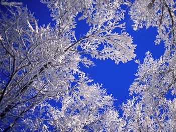 Frosted Trees Boulder Colorado screenshot