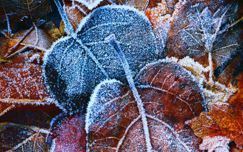 Frosty Autumn Leaves screenshot