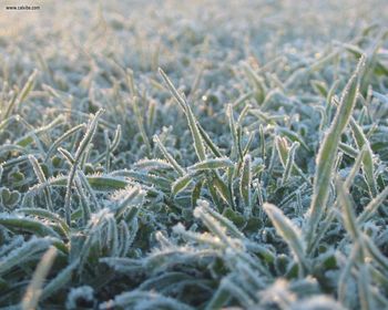 Frosty Grass screenshot