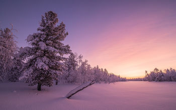 Frosty Sunrise Forest 4K screenshot