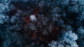 Frozen Forest 4K screenshot