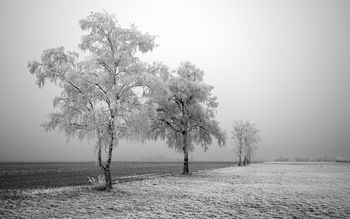 Frozen Trees screenshot