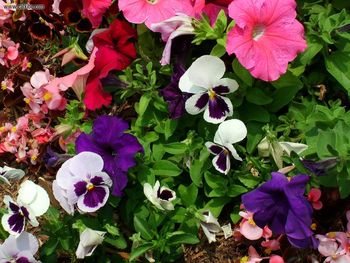 Ftoronto Roncesvalles Potted Flowerbed screenshot