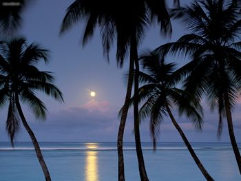 Full Moon Pigeon Point Tobago screenshot