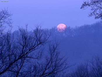 Full Moon Setting Percy Warner State Park Tennessee screenshot