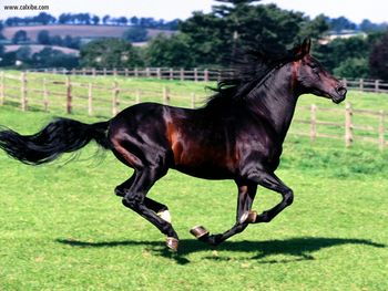 Full Stride Spanish Horse screenshot