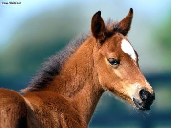 Fuzzy Was He Arabian Foal screenshot