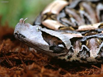 Gaboon Viper screenshot