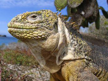 Galapagos Land Iguana, Galapagos Islands, Ecuador screenshot