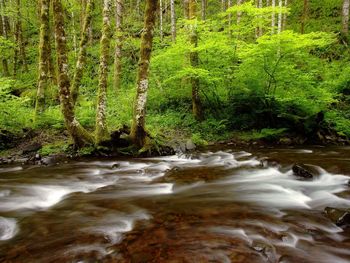 Gales Creek, Tillamook State Forest, Oregon screenshot