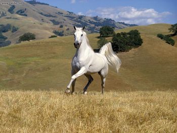 Galloping White Stallion screenshot