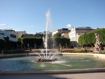 Garden Mirabelle Plums In Salzburg screenshot