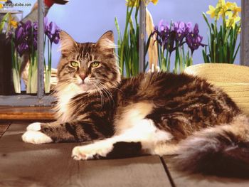 Gardening Through Windows Maine Coon screenshot