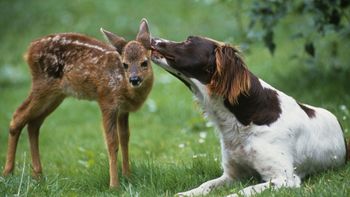 Gentle Kiss screenshot