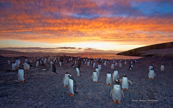 Gentoo Penguin Colony screenshot