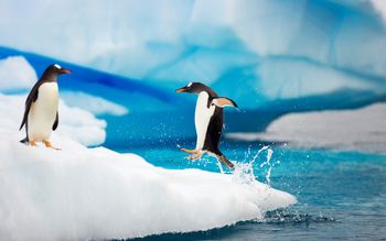 Gentoo Penguins Antarctica screenshot