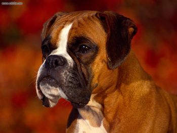 Georgi Boxer screenshot
